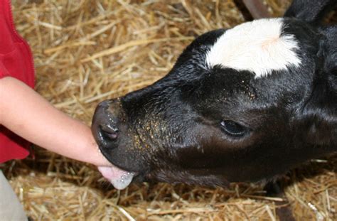 calf porn|Man fucks young cow pussy .